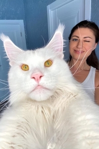 老鼠疮吃猫肉能治好吗？