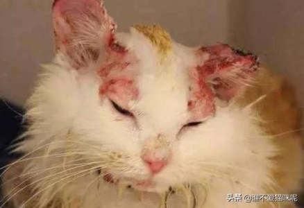 老鼠疮吃猫肉能治好吗？