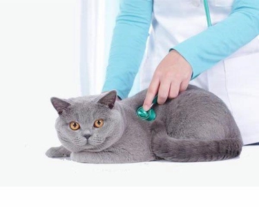 如何正确给猫咪清洁耳朵？4个步骤轻松搞定，养猫必收藏