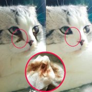 猫咪长跳蚤解决办法？跳蚤会出现？消除三步