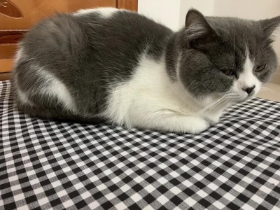 百灵鸟的叫声好听吗？百灵鸟的叫声好听吗？怎么形容