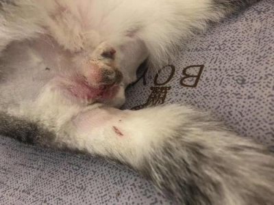 你知道吗？买猫也有潜规则看这边教你选猫新手不易被骗