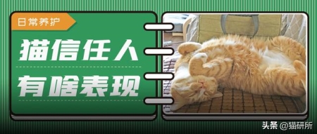 猫咪不吃饭没精神尿黄