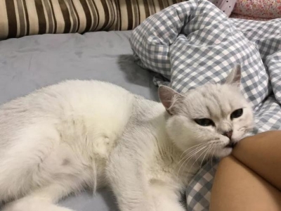 教你5个判断猫咪的处于良好的状态状况，在家也可以做