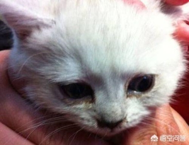 教你5个判断猫咪的处于良好的状态状况，在家也可以做