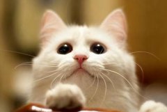 猫吐毛球不吃东西解决办法？