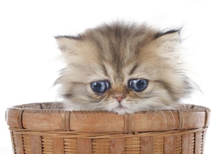 人得了猫癣是什么症状？人假如得了猫癣如何治？