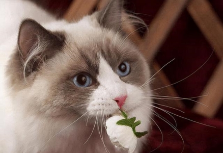 人得了猫癣是什么症状？人假如得了猫癣如何治？