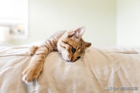 人得了猫癣是什么症状？人假如得了猫癣如何治？