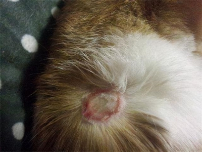 猫咪通便应该吃什么