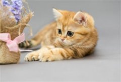 除了吃猫粮，下面这6种食物，猫咪会越吃越