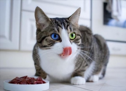 除了吃猫粮，下面这6种食物，猫咪会越吃越处于良好的状态