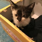 半路领养的大猫不好养并不是不好养，是你养