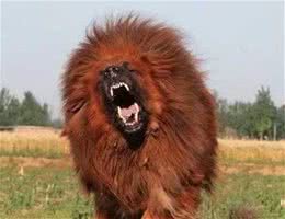 不给狗狗喝奶，应该如何饲养刚出生一个月的狗狗？