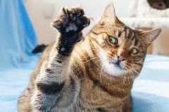 猫咪洗完澡后，6个毛发快速变干燥的小窍门