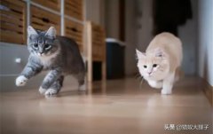 盘点猫咪能吃的5种水果猫可以吃的水果和蔬