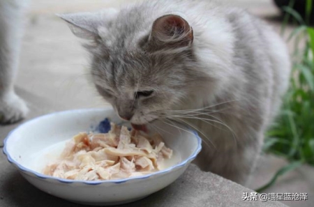 新生小猫便秘真相有哪些？新生小猫大便模样