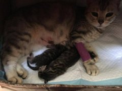 新生小猫便秘真相有哪些新生小猫大便模样