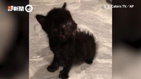 铲屎官无奈为13岁病猫执行安乐死，知道真相后痛哭不止 猫安乐死一般多少钱