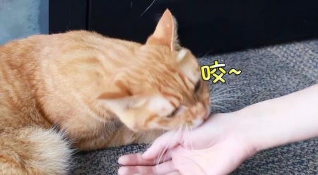 铲屎官无奈为13岁病猫执行安乐死，知道真相后痛哭不止 猫安乐死一般多少钱