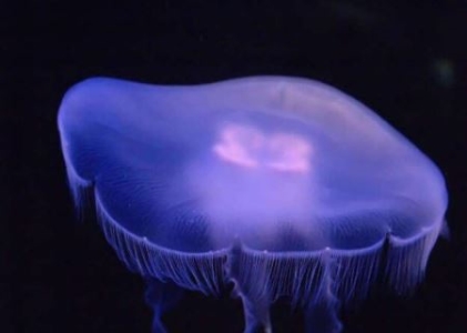 世界最大型的水母之一狮鬃水