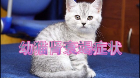 加菲猫不吃东西怎么办？