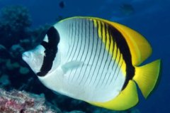 世界上最长的硬骨鱼桨鱼