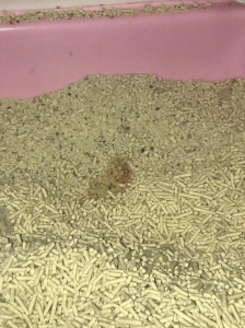 猫吃鸡肉吃热的还是凉的