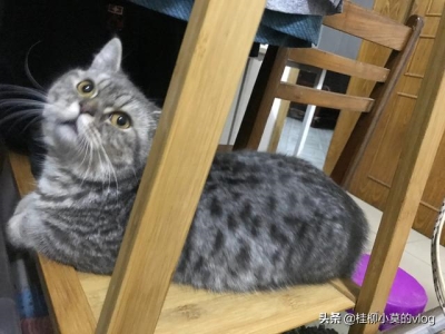 猫呕吐后可喂什么食物？喵星人呕吐后该喂什么？猫咪呕吐喂养知识要了解