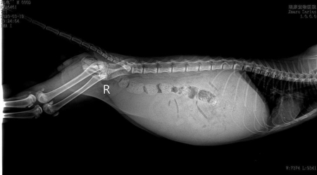 分享猫呕吐的真相及解决办法,轻松应对猫咪呕吐的问题