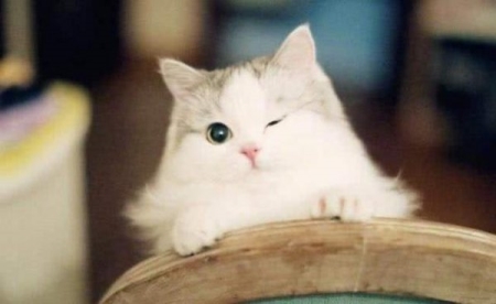 分享猫呕吐的真相及解决办法,轻松应对猫咪呕吐的问题