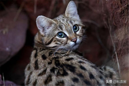 小猫翻肠是咋回事，怎么做才是对的？小猫翻肠子怎么治