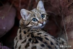 小猫翻肠是咋怎么回事做才是对的小猫翻肠子