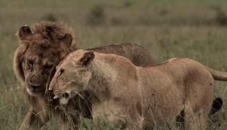 马来西亚海滩上发现的奇怪海洋物种尸体可能是鲸鱼