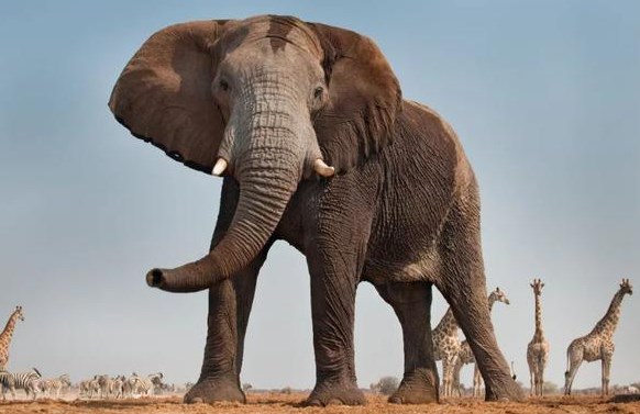 自然界神奇动物在哪里？被吉尼斯评为最危险的鸟类 究竟有多危险