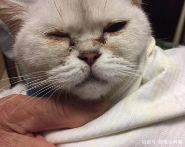 怎么训猫咪听懂主人的话