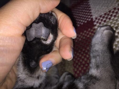 怎么训猫咪听懂主人的话