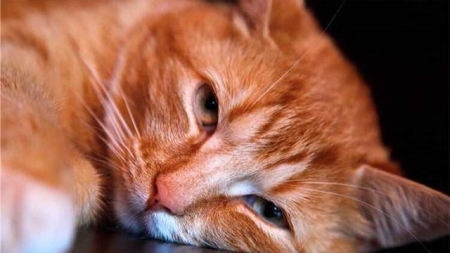 什么是后院猫？后院猫很容易发病？不懂得看过来，千万别买到了