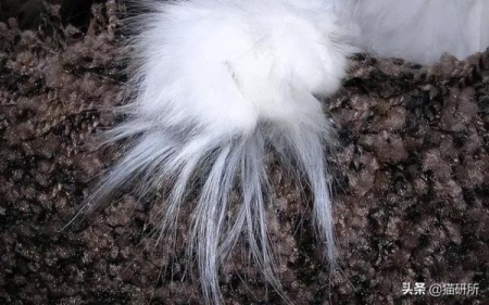 四年级下册猫的小练笔