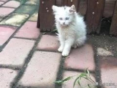 猫咪最爱的自制猫玩具，零成本超耐玩自己制