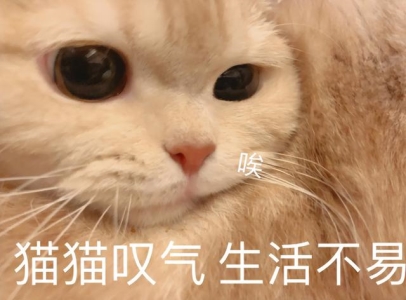 猫咪最爱的自制猫玩具，零成本超耐玩 如何自己制作猫玩具