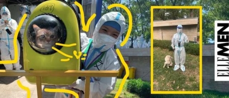 跟我学一招,教您测量猫咪心跳及呼吸数 猫的心跳呼吸正常值是多少