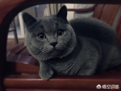 跟我学一招,教您测量猫咪心跳及呼吸数 猫的心跳呼吸正常值是多少