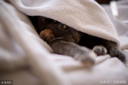 猫咪尿血了怎么办?怎么通判断猫咪生病了?