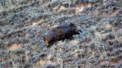 我们的大象是谁