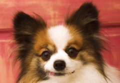 鲸鱼有哪些种类鲸鱼有哪些种类他们分别都会