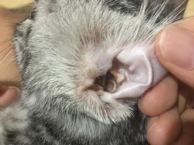 为什么猫咪早上异常黏人？除开饿了还有别的真相吗？