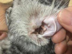 猫咪早上异常黏人除开饿了还有别的真相吗？