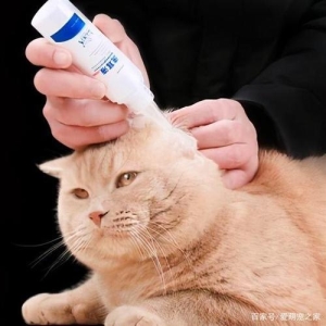 为什么猫咪早上异常黏人？除开饿了还有别的真相吗？