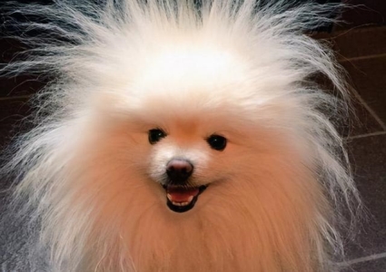 宠主在家时为什么狗狗会突然冲过来咬你？